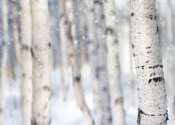 Birke im Winter